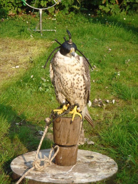 dc-2008-0180 roofvogelshow (30-07-2008)